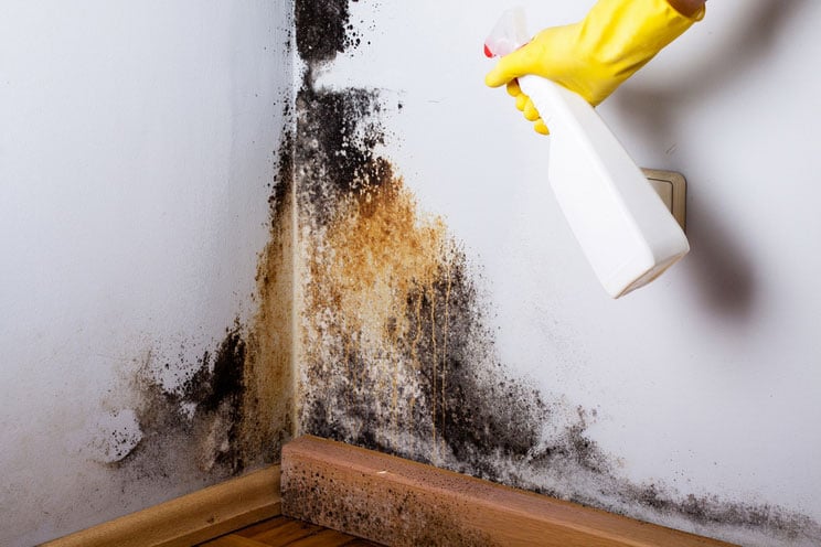 Black Mold: 4 Signs Its In Your Home & How to Get Rid of It