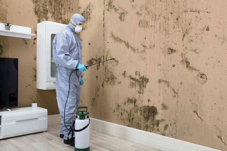 4 Signs Your Home Has Toxic Black Mold How To Get Rid Of It
