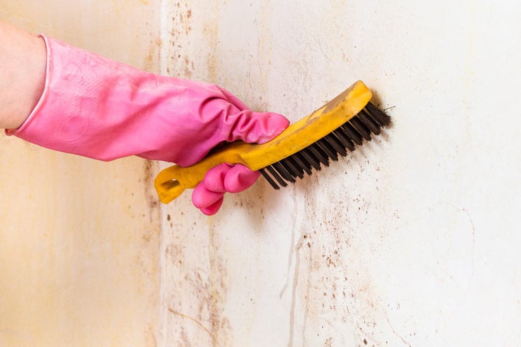 Black Mold: 4 Signs Its In Your Home & How to Get Rid of It