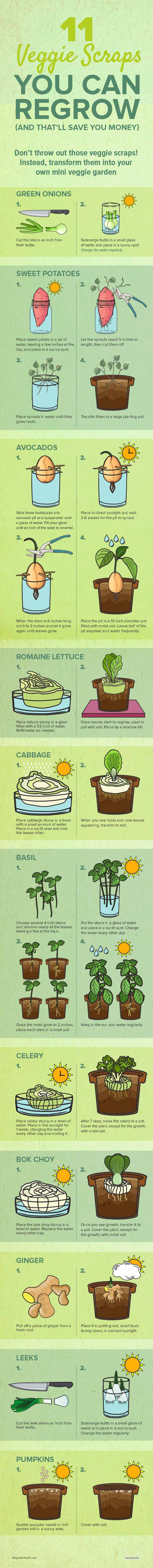 Don’t throw out those veggie scraps! Turns out, you can transform them into your own mini veggie garden. Take a minute to check out the list below.