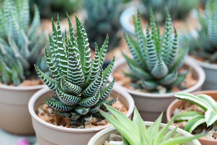 potted aloe vera plants