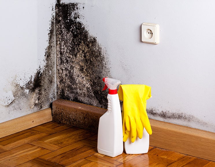 4 Signs Your Home Has Toxic Black Mold How To Get Rid Of It - How To Tell If Black Mold Is In Walls