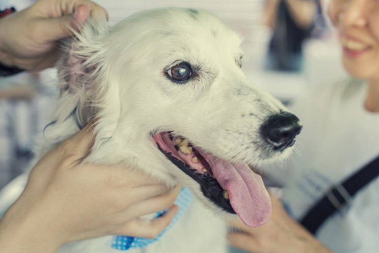 20 Amazing Ways to Use Apple Cider Vinegar for Dogs