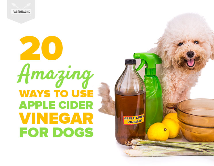 It turns out that your pooch can also cash in on these benefits. Keep reading to discover how this natural remedy can improve your dog’s health.