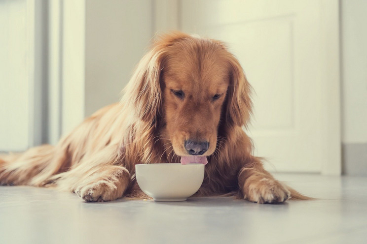 20 Amazing Ways to Use Apple Cider Vinegar for Dogs