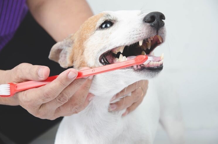 apple cider vinegar to clean dog's teeth