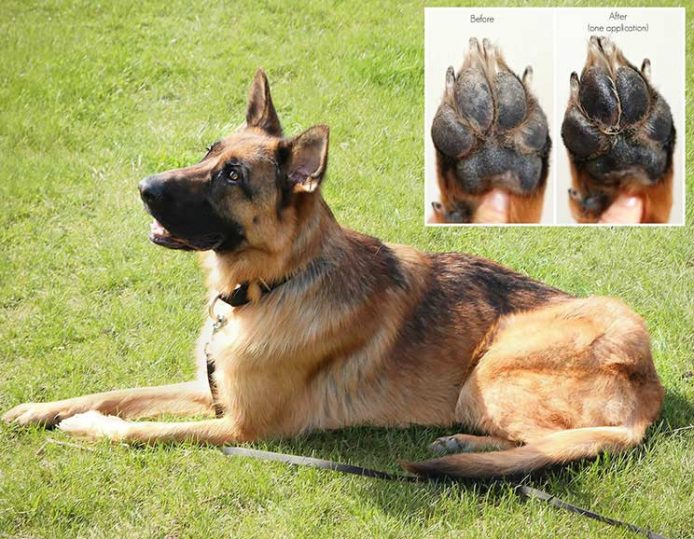 Heal Your Dog's Dry Paws with This 3Ingredient Paw Balm (Natural, Easy)