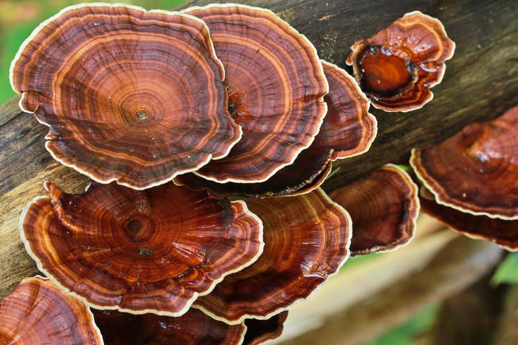 4 Natural Health Benefits of Medicinal Mushrooms & How to Use Them