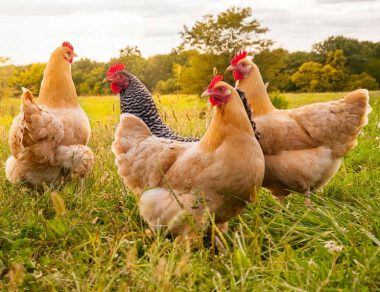 When you buy eggs and meat, you probably look for terms like cage-free, free-range, or pasture-raised. Here are the critical differences between these terms.