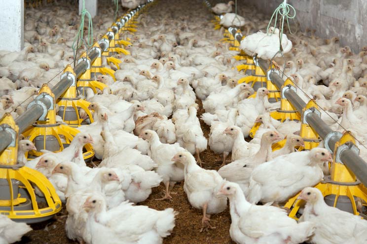Cage-Free vs. Free-Range vs. Pasture-Raised – Here’s What They Actually Mean
