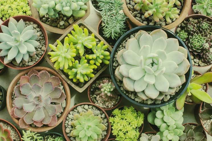 Choose a Plant to Suit Your Lifestyle