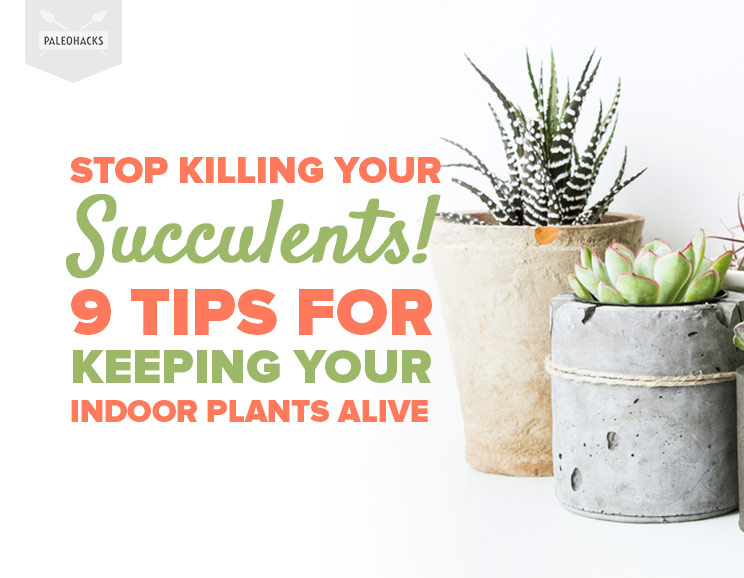 Stop Killing Your Succulents! 9 Tips for Keeping Your Indoor Plants Alive