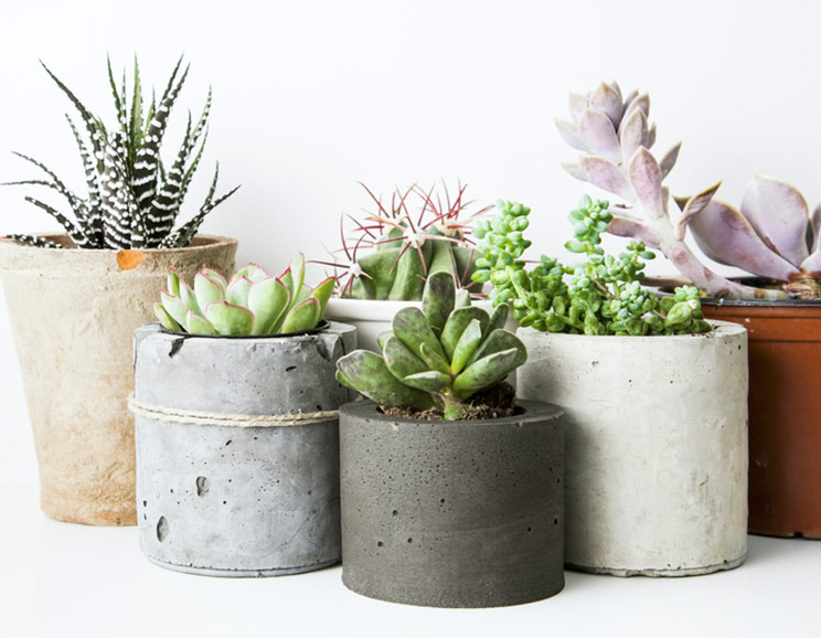 Stop Killing Your Succulents! 9 Tips for Keeping Your Indoor Plants Alive