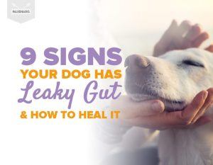 9 Signs Your Dog Has Leaky Gut & How To Heal It | PaleoHacks Blog