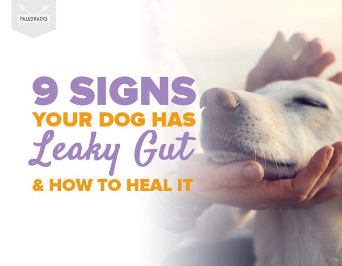 9 Signs Your Dog Has Leaky Gut & How To Heal It PaleoHacks Blog