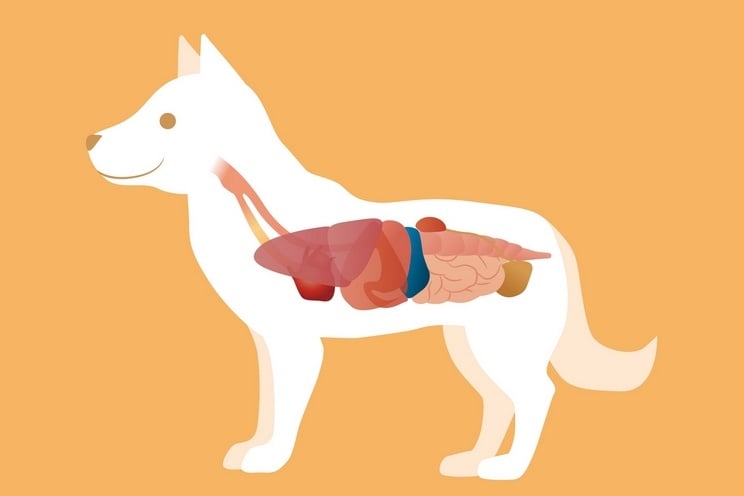 9 Signs Your Dog Has Leaky Gut & How To Heal It