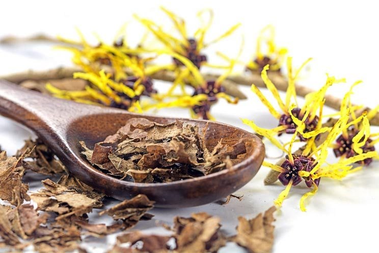 What Is Witch Hazel