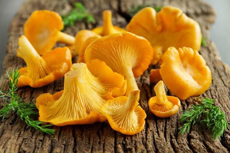 8 Healing Mushroom Benefits + How to Use Them