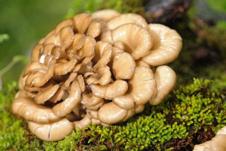 8 Healing Mushroom Benefits + How to Use Them