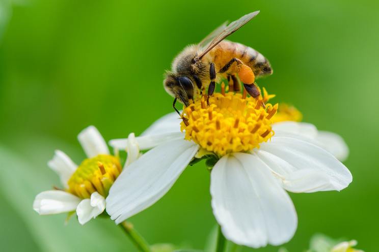 Pollen is Rich in Protein