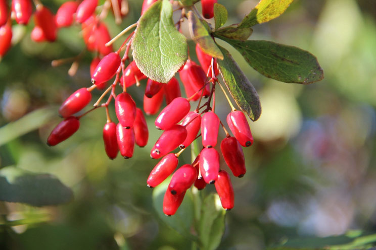 Berberine, The Missing Ingredient to Your Gut Health