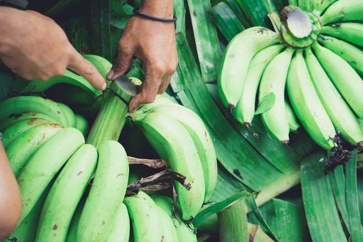 Unripe Green Bananas