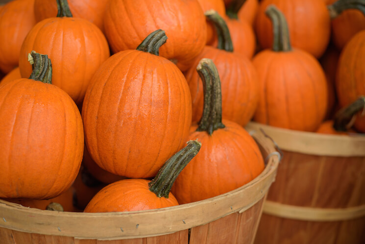 winter squash sugar pumpkins