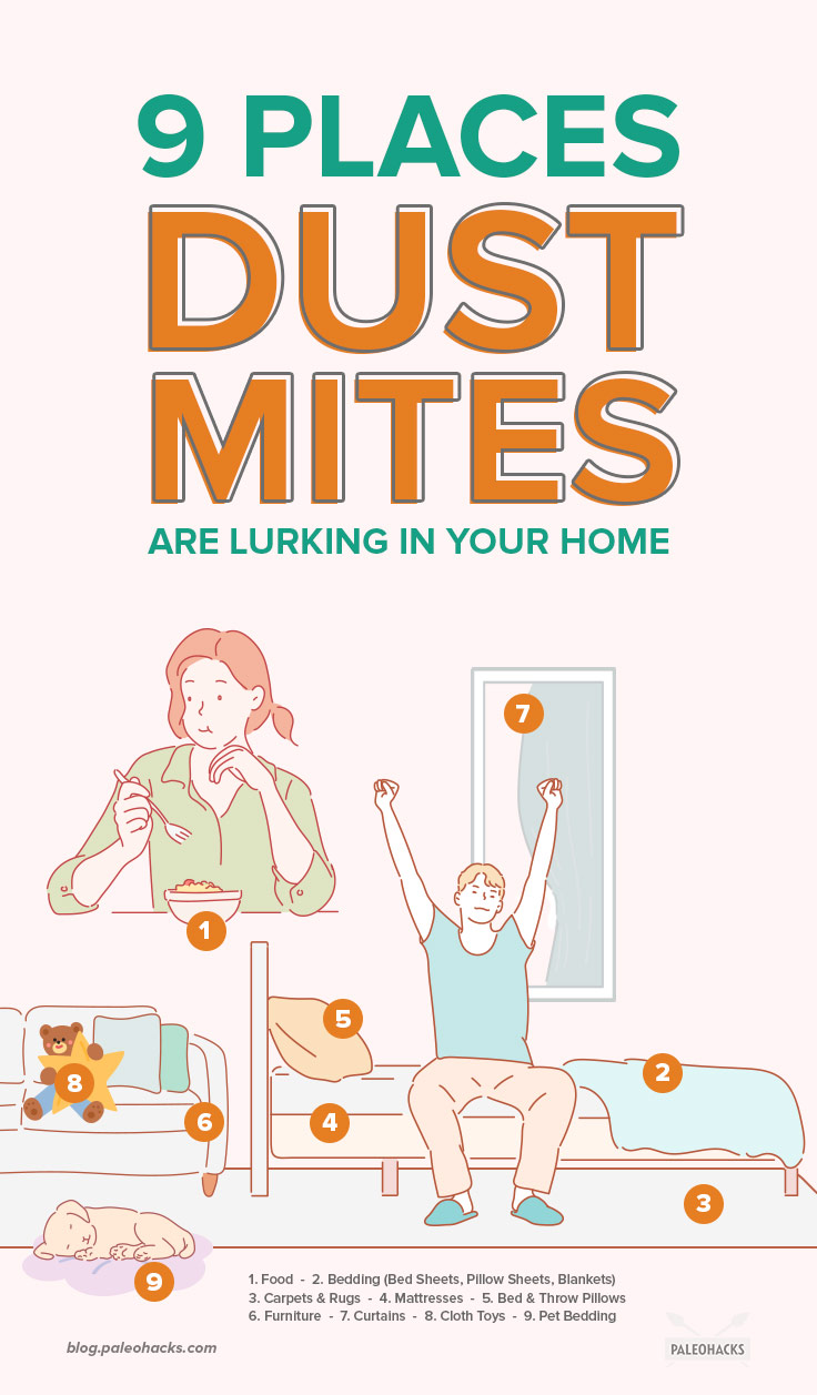 Do you have year-round allergies and skin irritation? Microscopic insects found in your carpet, food, bedding, and more may be to blame.