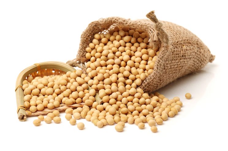 Non paleo soybeans